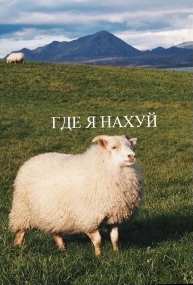 https://cs15.pikabu.ru/post_img/big/2024/06/09/6/1717921571175539630.jpg
