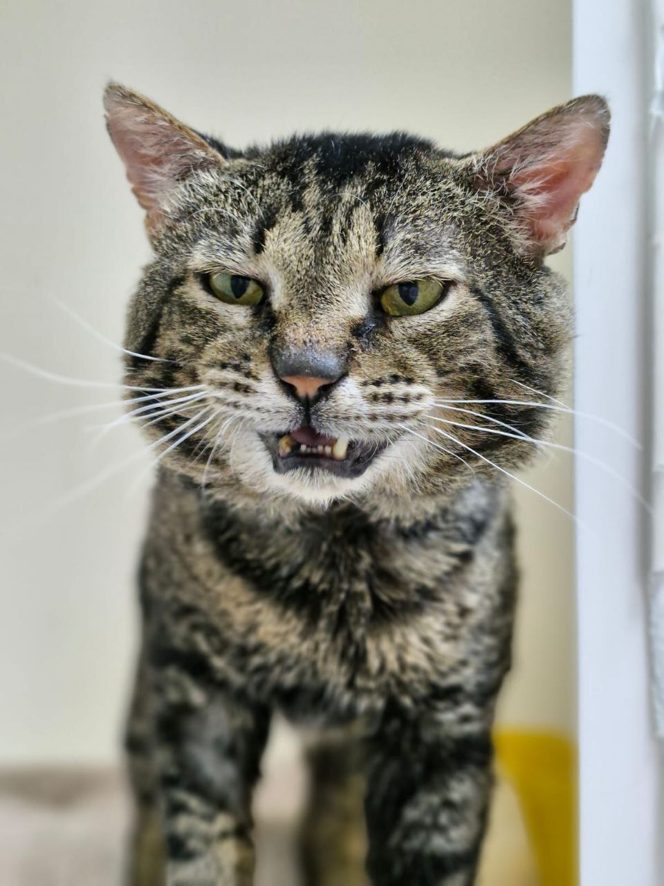 The teeth of the cat Shprotik - My, cat, Homeless animals, Overexposure, Collecting money, Helping animals, Animals, Pets, Veterinary, Treatment, Volunteering, Bad teeth, Longpost