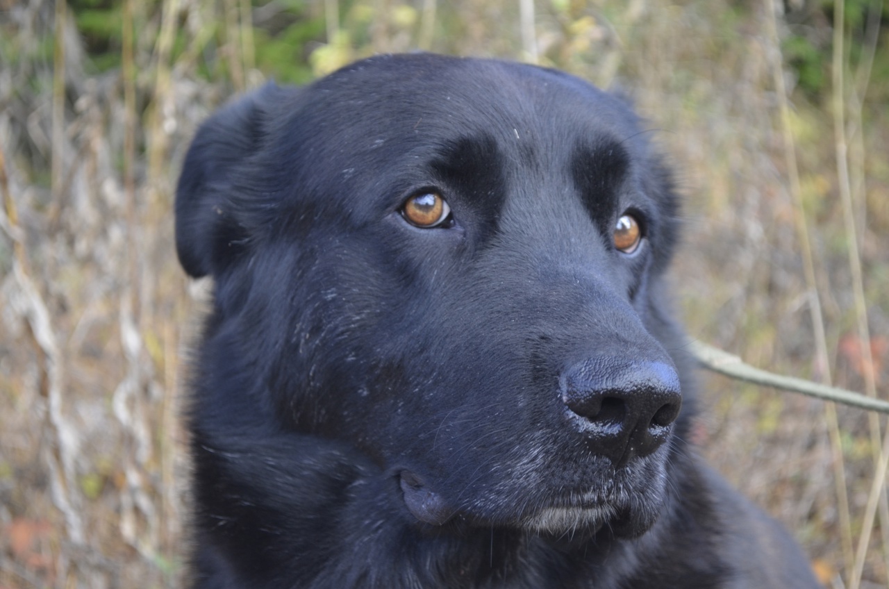 A very balanced and calm dog, Misha, who loves virtually everyone, is looking for a home! - Overexposure, In good hands, Dog, Volunteering, Animal shelter, Fluffy, Longpost