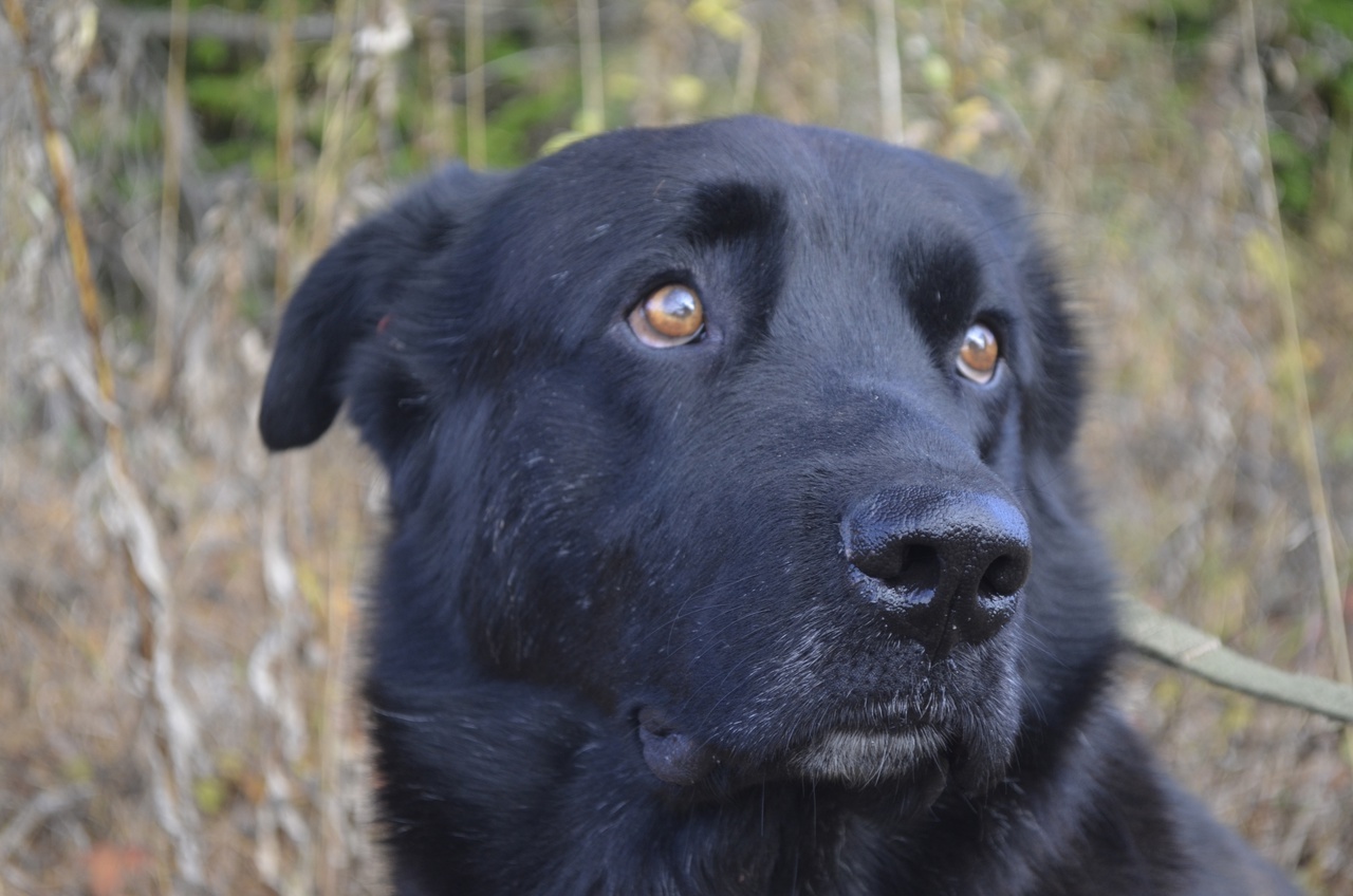 A very balanced and calm dog, Misha, who loves virtually everyone, is looking for a home! - Overexposure, In good hands, Dog, Volunteering, Animal shelter, Fluffy, Longpost