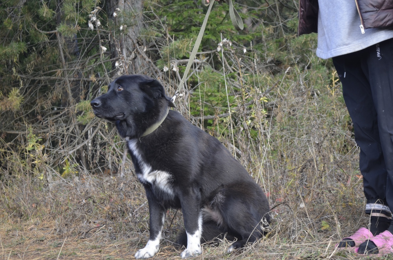 A very balanced and calm dog, Misha, who loves virtually everyone, is looking for a home! - Overexposure, In good hands, Dog, Volunteering, Animal shelter, Fluffy, Longpost