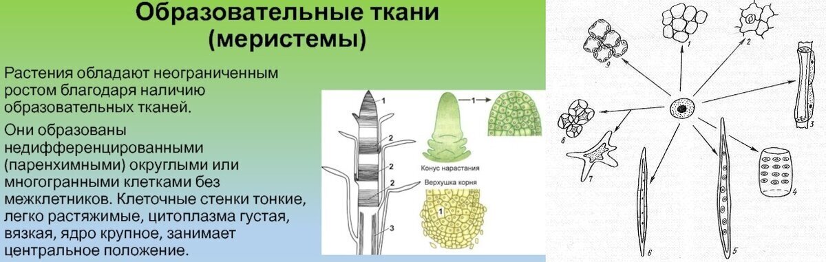 Искусственные семена. Обзор очень интересной и перспективной сельскохозяйственной технологии - Моё, Биология, Научпоп, Исследования, Наука, Химия, Видео, YouTube, Длиннопост