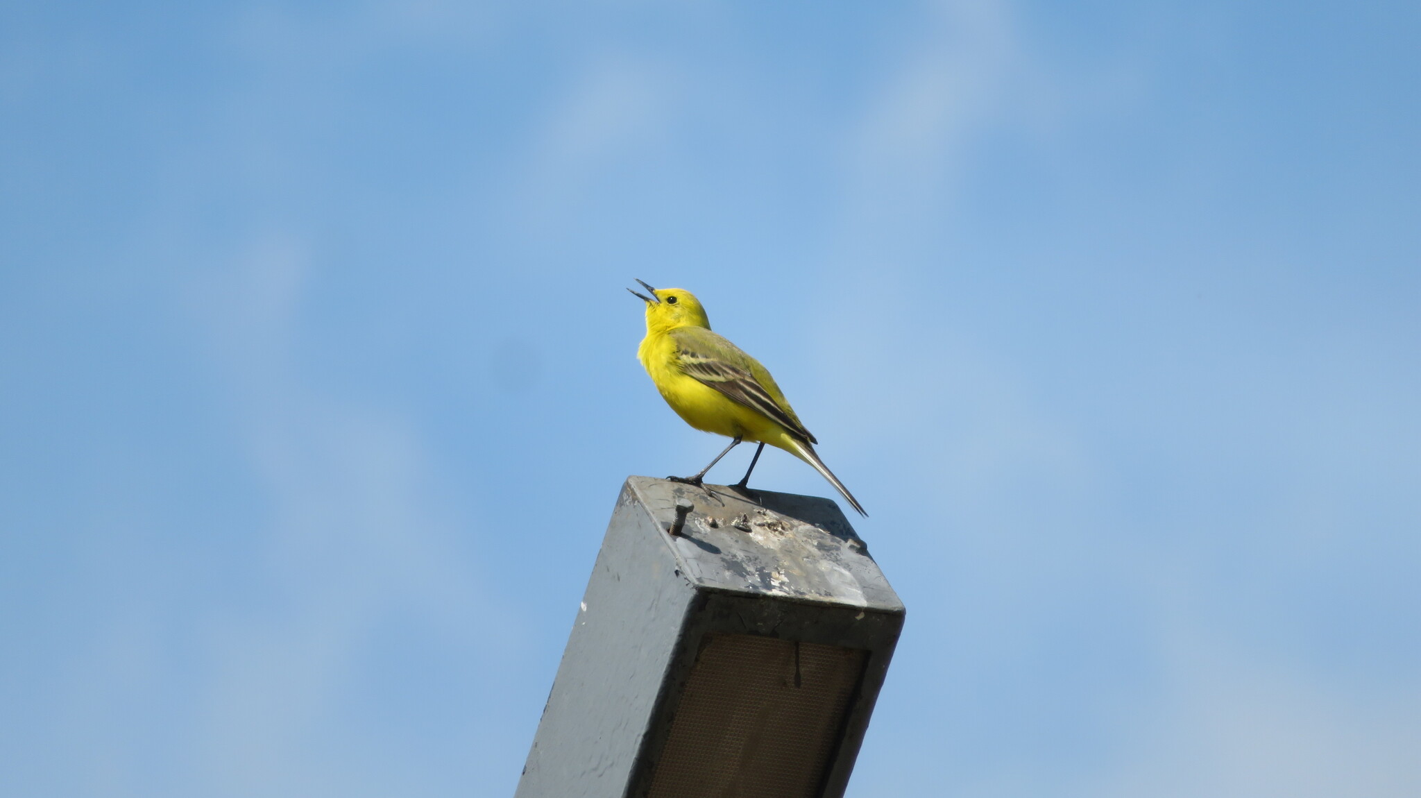 Yellow Wagtail - My, Photo hunting, Birds, Ornithology, The nature of Russia, Animals, Wagtail, In the animal world, Bird watching, Video, yellow wagtail, Ornithology League, The photo