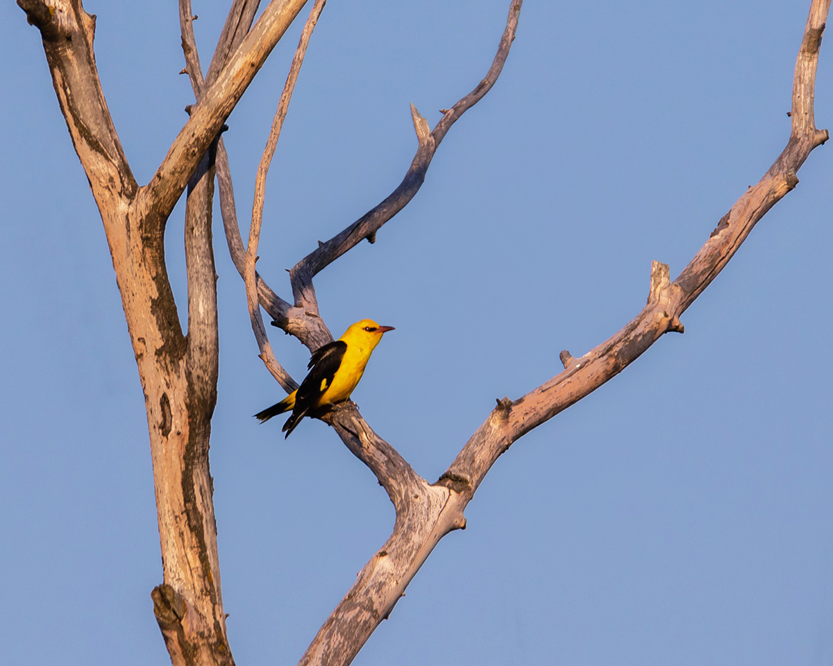 Oriole - My, Oriole, Birds, Bird watching, Ornithology, Ornithology League, Photo hunting, Rostov region, The photo