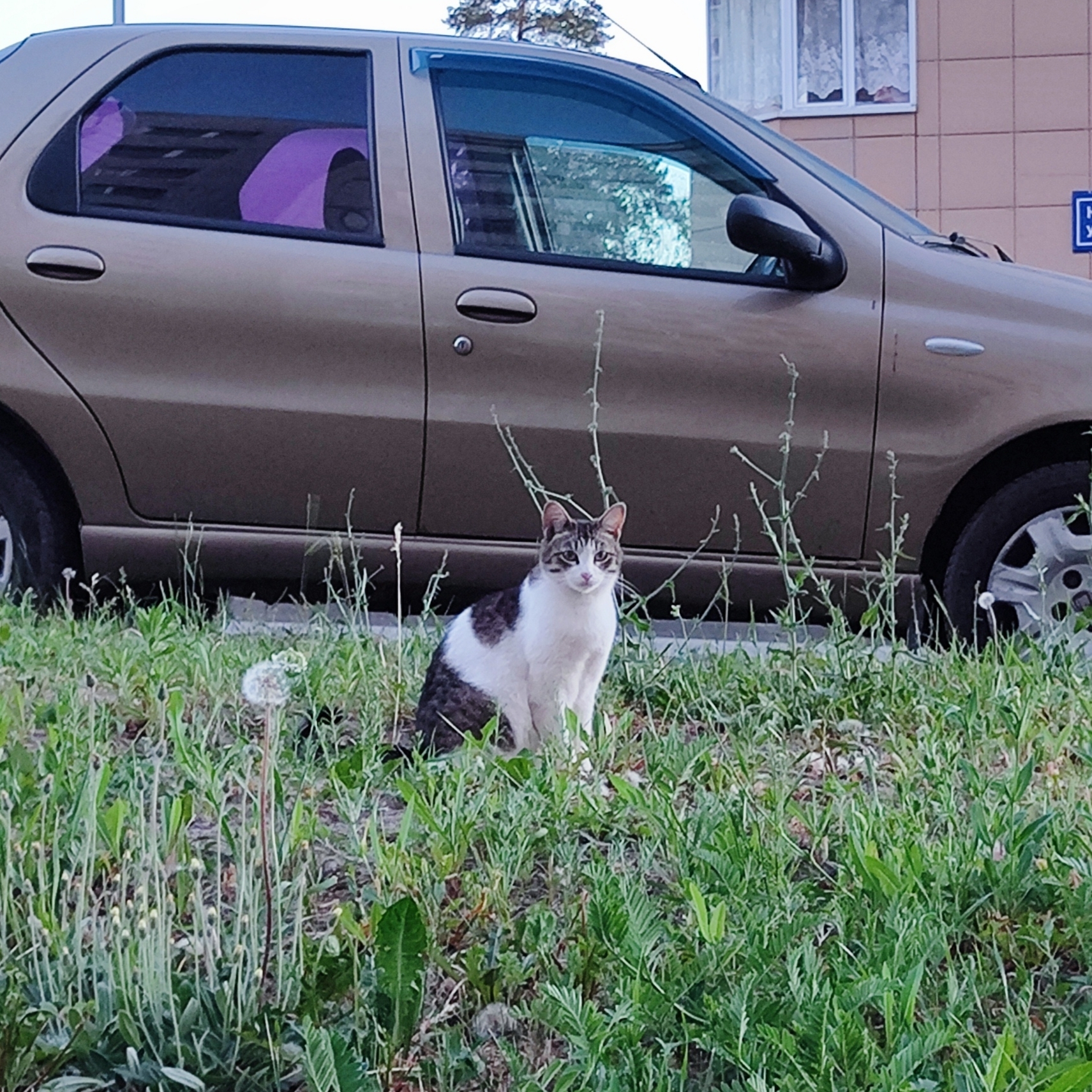 Выходной бег по леску - Моё, Бег, Спорт, Утро, ЗОЖ, Лес, Кот, Лето, Фотография, Мобильная фотография, Длиннопост