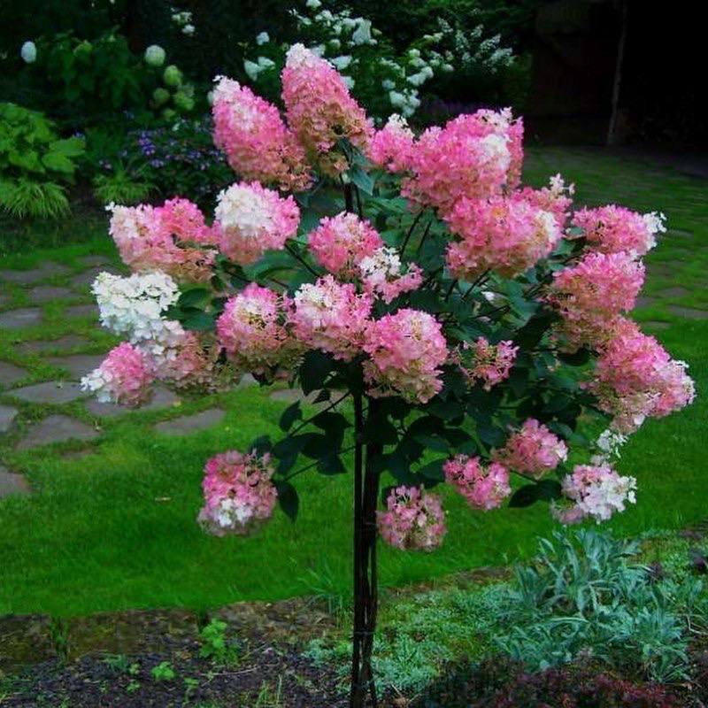 Hydrangea paniculata Vanilla Fraze - My, Gardening, Garden, Garden, Flowers, Bloom, Plants, Dacha, Summer residents, Vacation home, Longpost