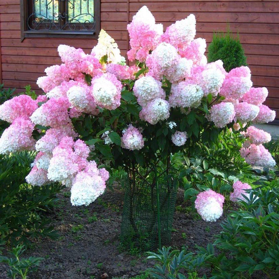 Hydrangea paniculata Vanilla Fraze - My, Gardening, Garden, Garden, Flowers, Bloom, Plants, Dacha, Summer residents, Vacation home, Longpost