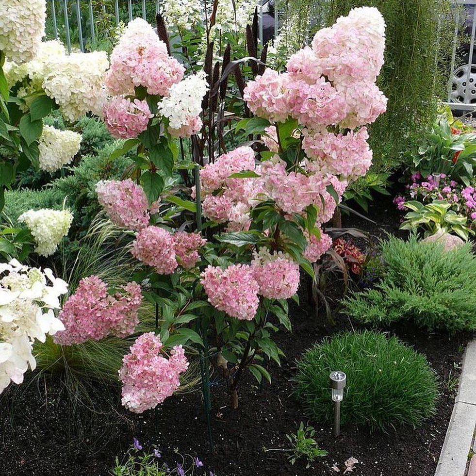 Hydrangea paniculata Vanilla Fraze - My, Gardening, Garden, Garden, Flowers, Bloom, Plants, Dacha, Summer residents, Vacation home, Longpost