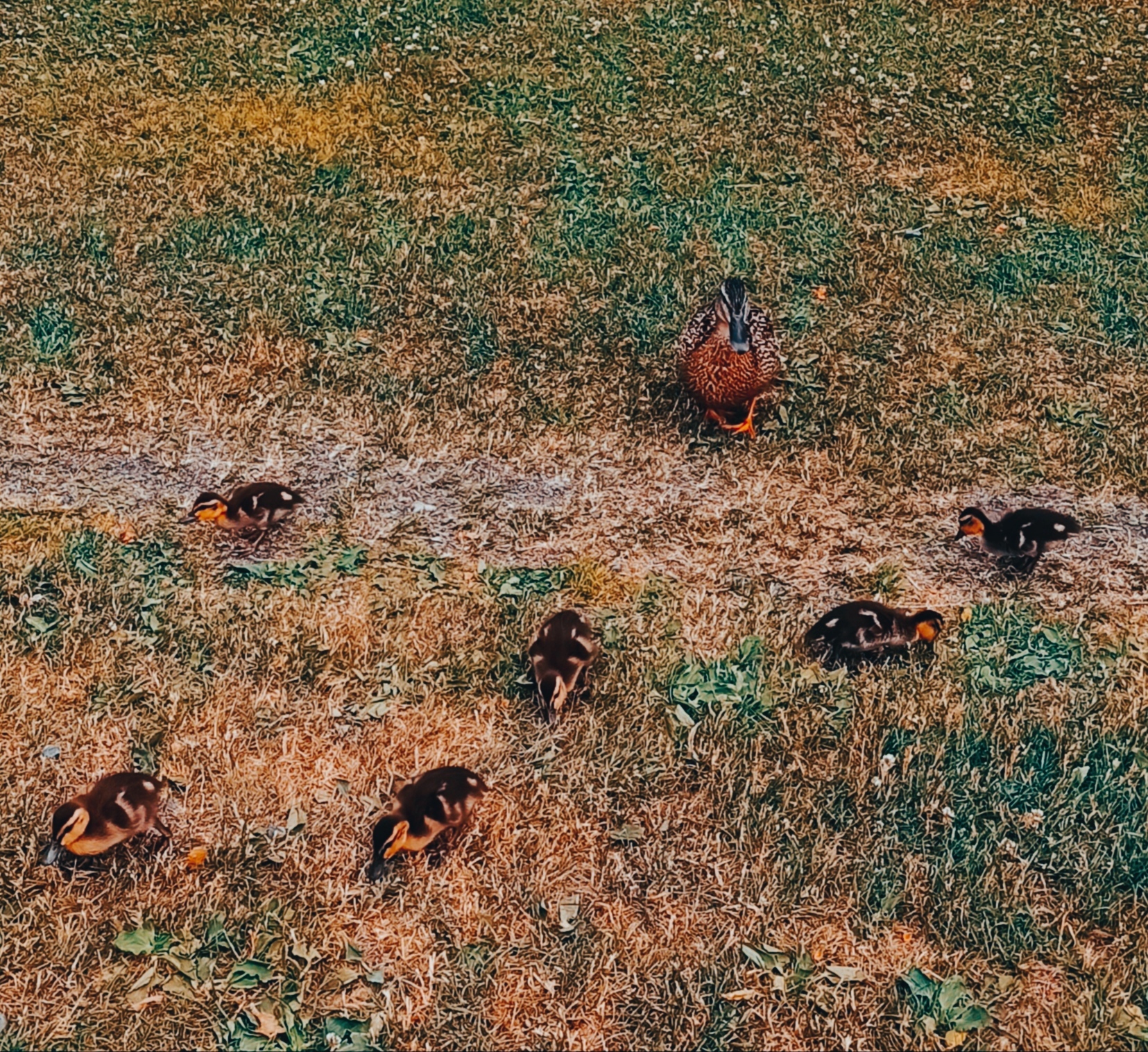 Mama duck - My, Mobile photography, Parents and children, Images, Parents, Birds, Duck, Summer, Milota