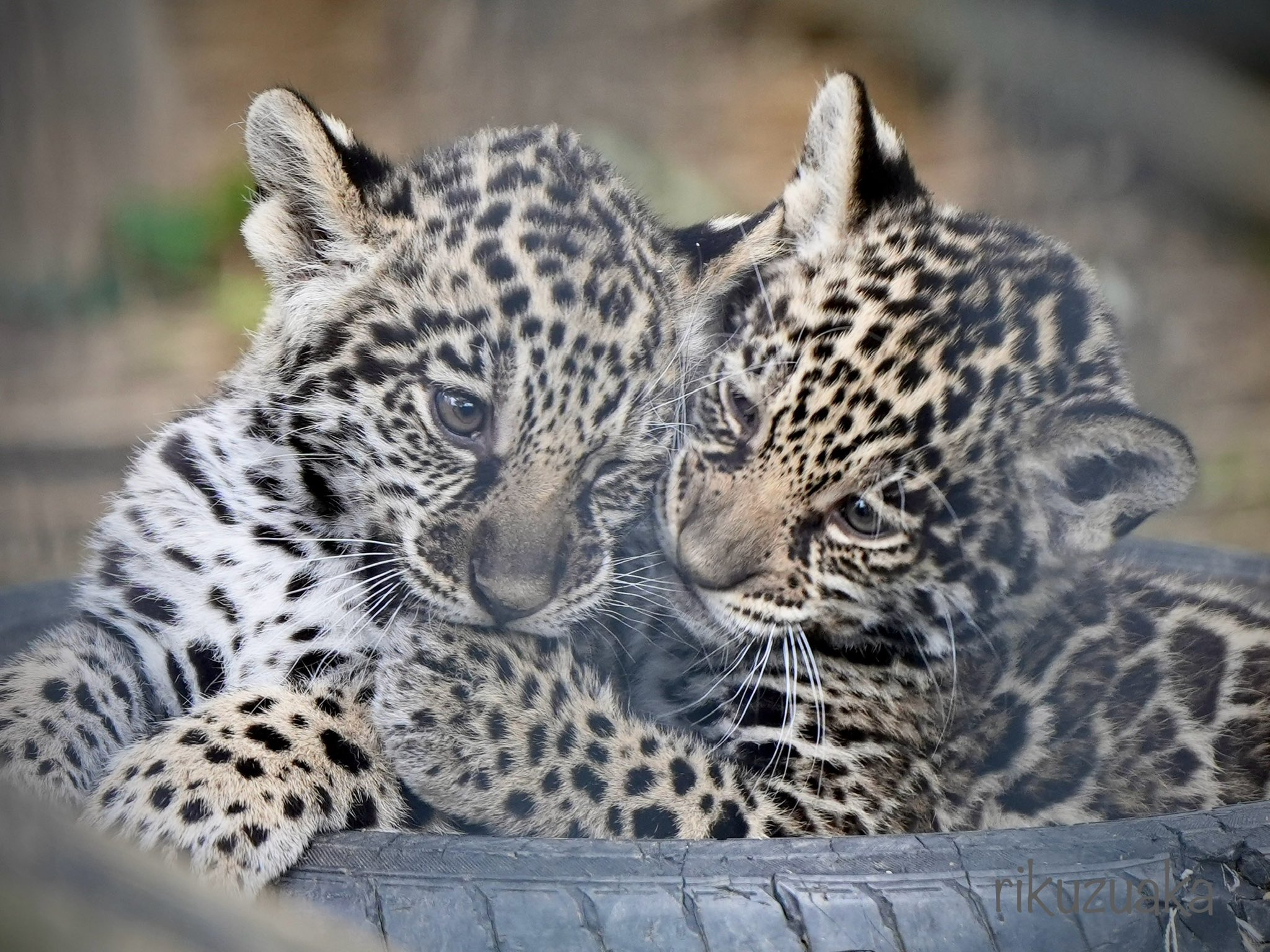 Kiss on the paw :3 - Wild animals, Zoo, Predatory animals, Cat family, Big cats, Kus, Jaguar, Young, Tires