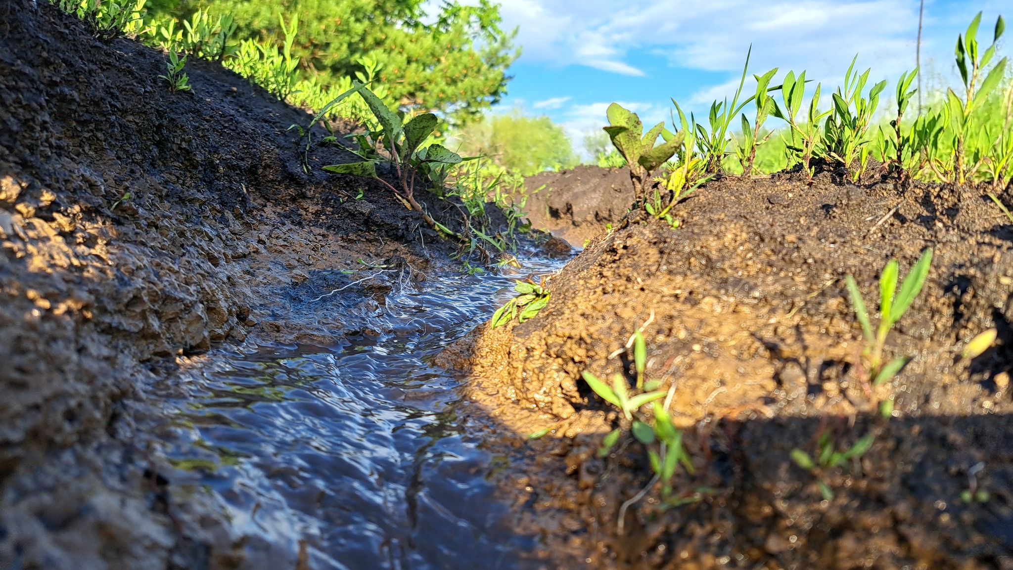 Streams after a generous downpour. And cat) - My, Mobile photography, Stream, The sun, cat, Longpost