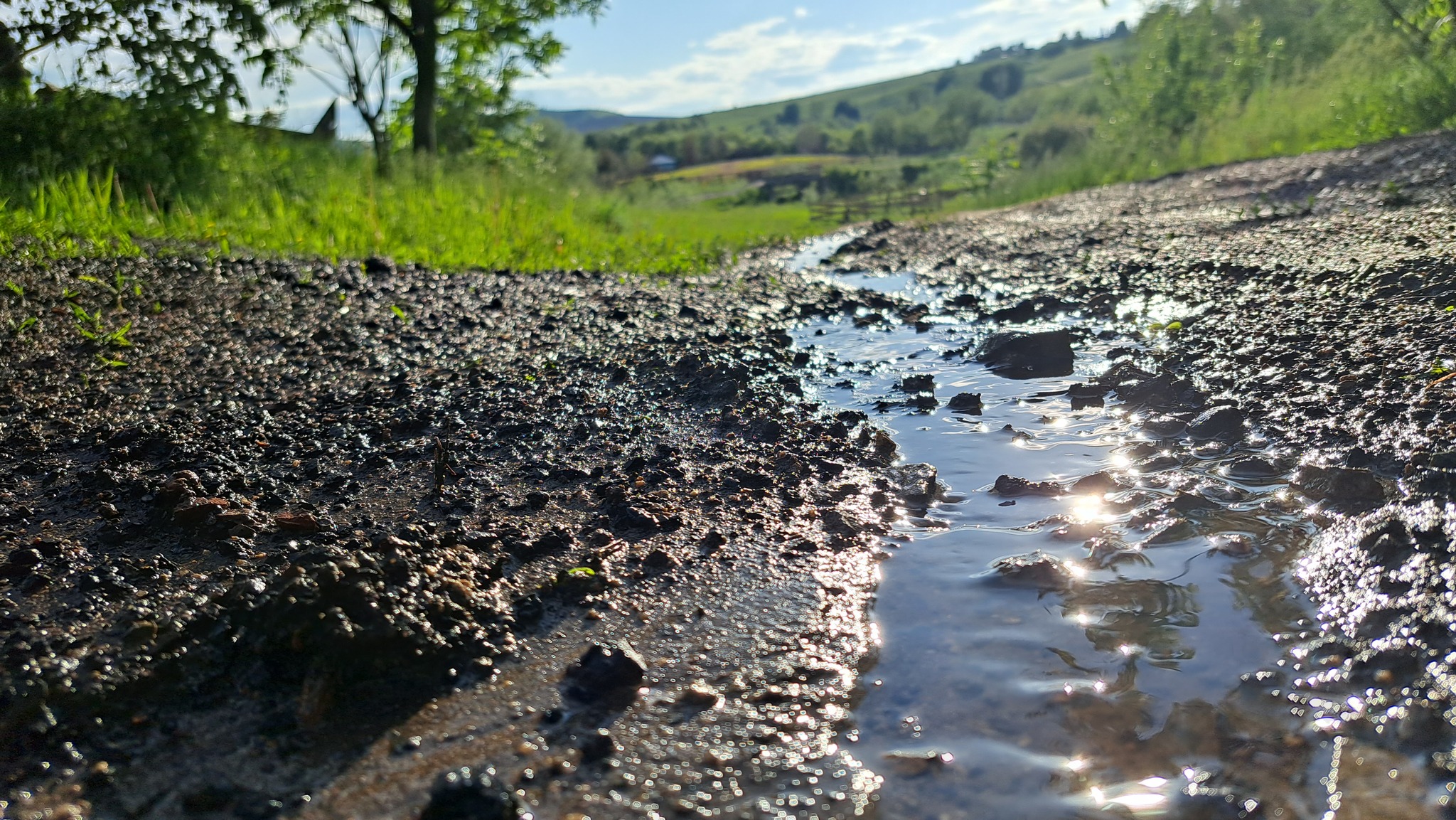 Streams after a generous downpour. And cat) - My, Mobile photography, Stream, The sun, cat, Longpost