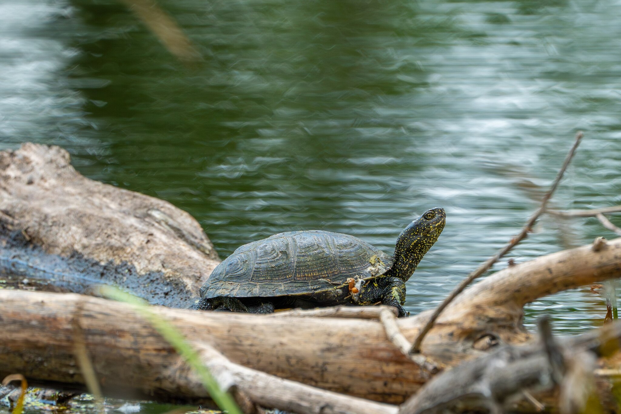 Swamp turtle - My, The photo, The nature of Russia, Photo hunting, Turtle, Bog turtle