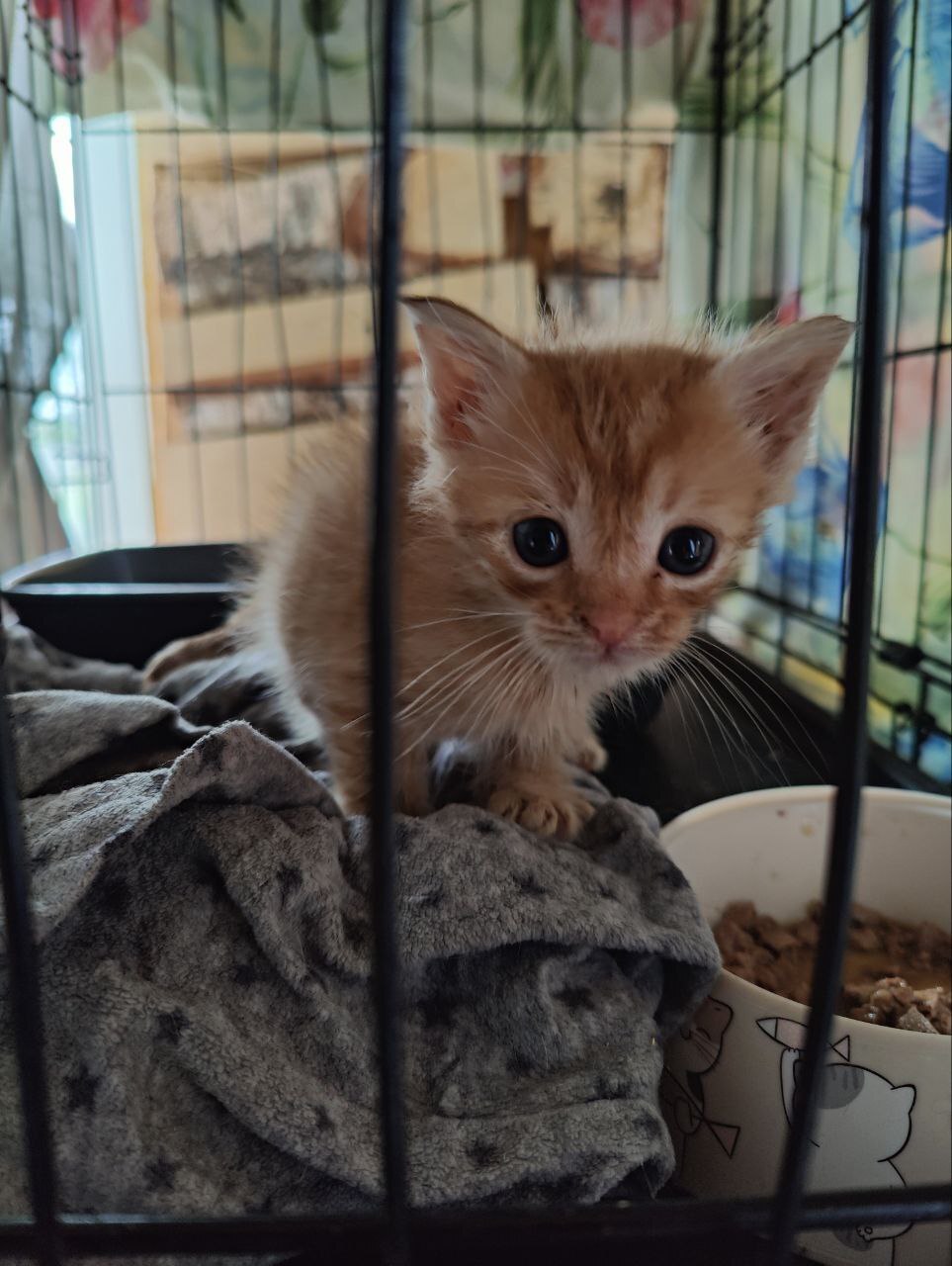 Hello everyone from a ginger kitten who came to me two days ago in poor condition. He survived! - My, Animal Rescue, Tosno, Helping animals, cat, Kittens, Vertical video, Video, Longpost