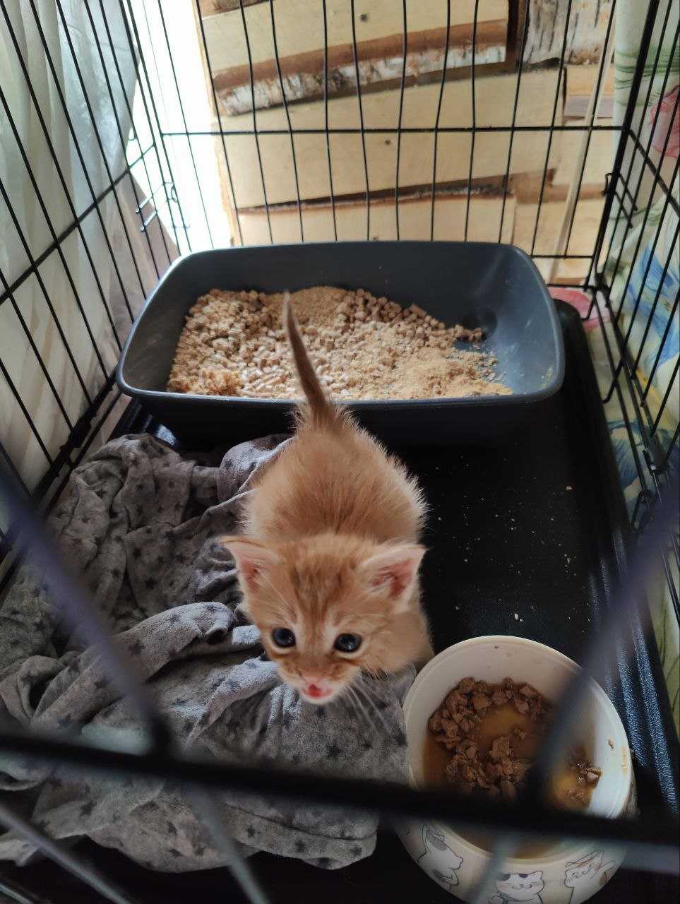 Hello everyone from a ginger kitten who came to me two days ago in poor condition. He survived! - My, Animal Rescue, Tosno, Helping animals, cat, Kittens, Vertical video, Video, Longpost