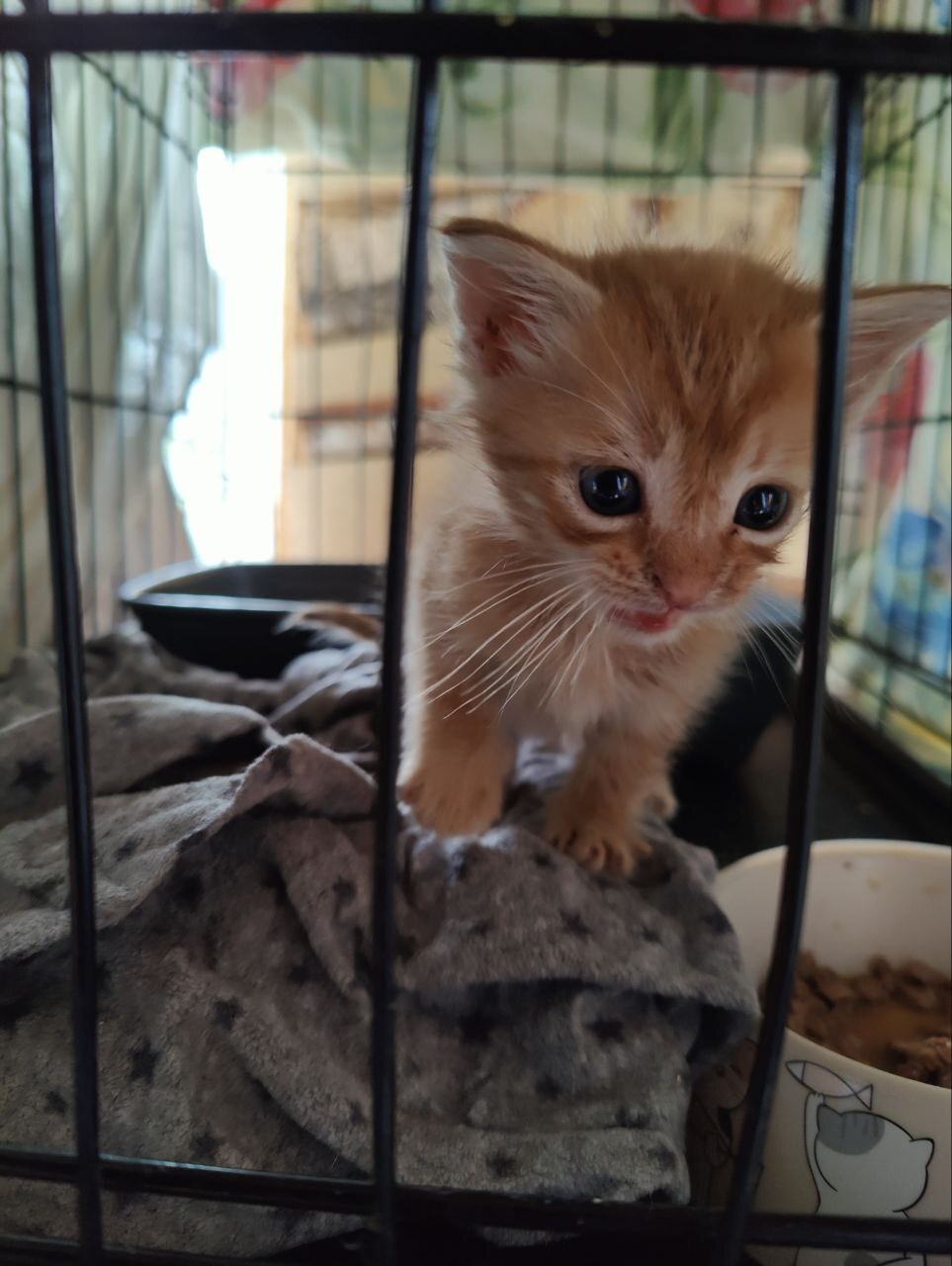 Hello everyone from a ginger kitten who came to me two days ago in poor condition. He survived! - My, Animal Rescue, Tosno, Helping animals, cat, Kittens, Vertical video, Video, Longpost