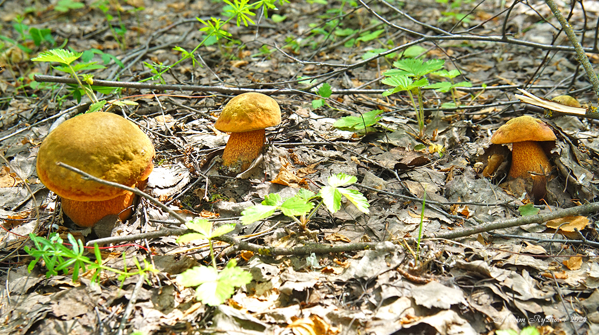 The mushrooms have gone - My, Mushrooms, Oak mushroom, Silent hunt, Mushroom pickers, Longpost