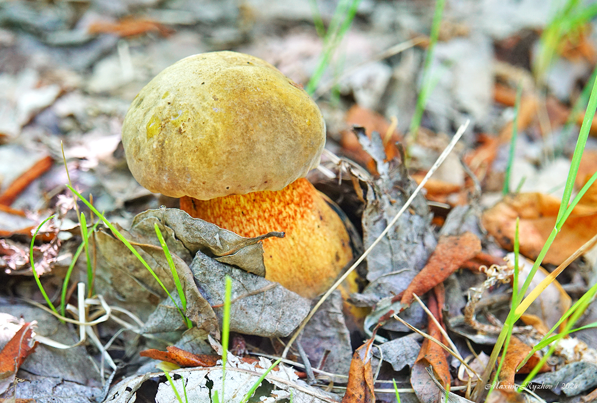 The mushrooms have gone - My, Mushrooms, Oak mushroom, Silent hunt, Mushroom pickers, Longpost