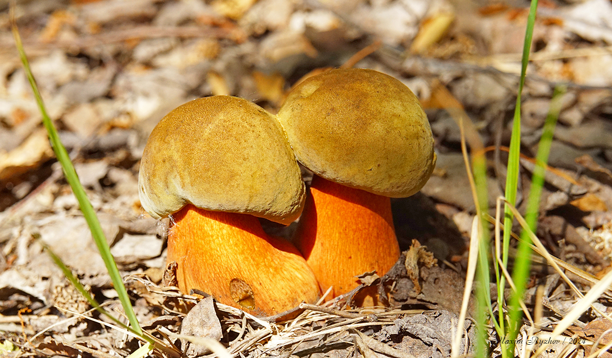 The mushrooms have gone - My, Mushrooms, Oak mushroom, Silent hunt, Mushroom pickers, Longpost