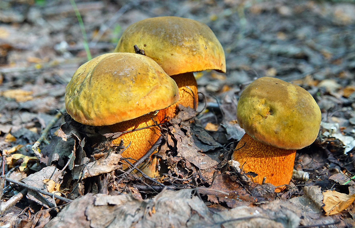 The mushrooms have gone - My, Mushrooms, Oak mushroom, Silent hunt, Mushroom pickers, Longpost