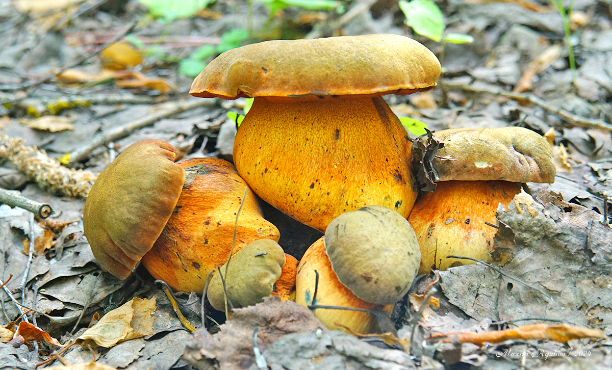 The mushrooms have gone - My, Mushrooms, Oak mushroom, Silent hunt, Mushroom pickers, Longpost