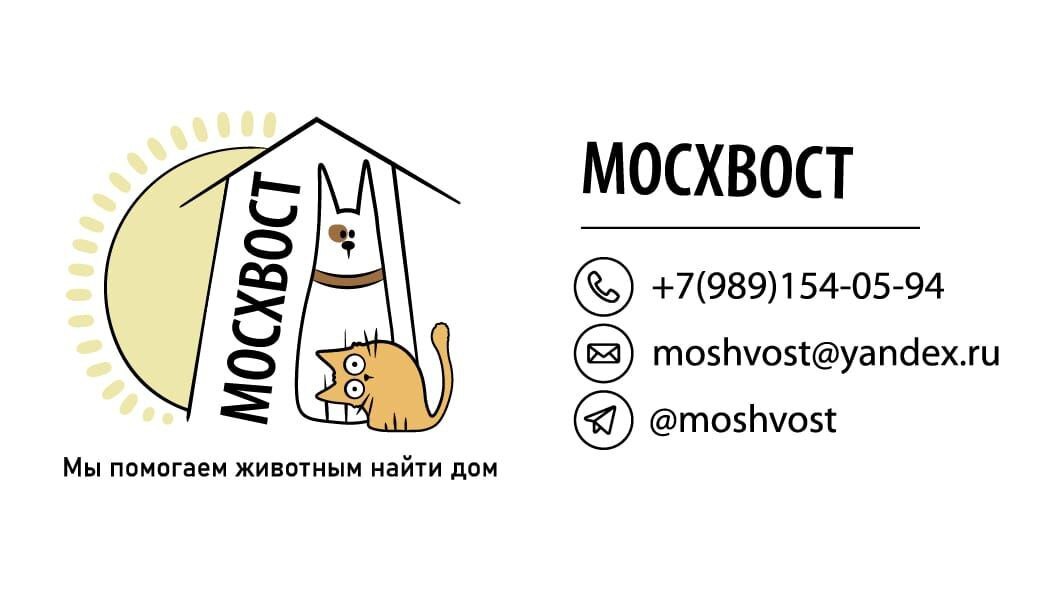 We help animals find homes. Moskhvost - My, Animals, Animal Rescue, The rescue, Pets, cat, Kittens, Dog, Cats and dogs together, Shelter, No rating, Animal shelter, Shelter, In good hands, Is free, Tail, Pet the cat, Black cat, Fat cats, Longpost