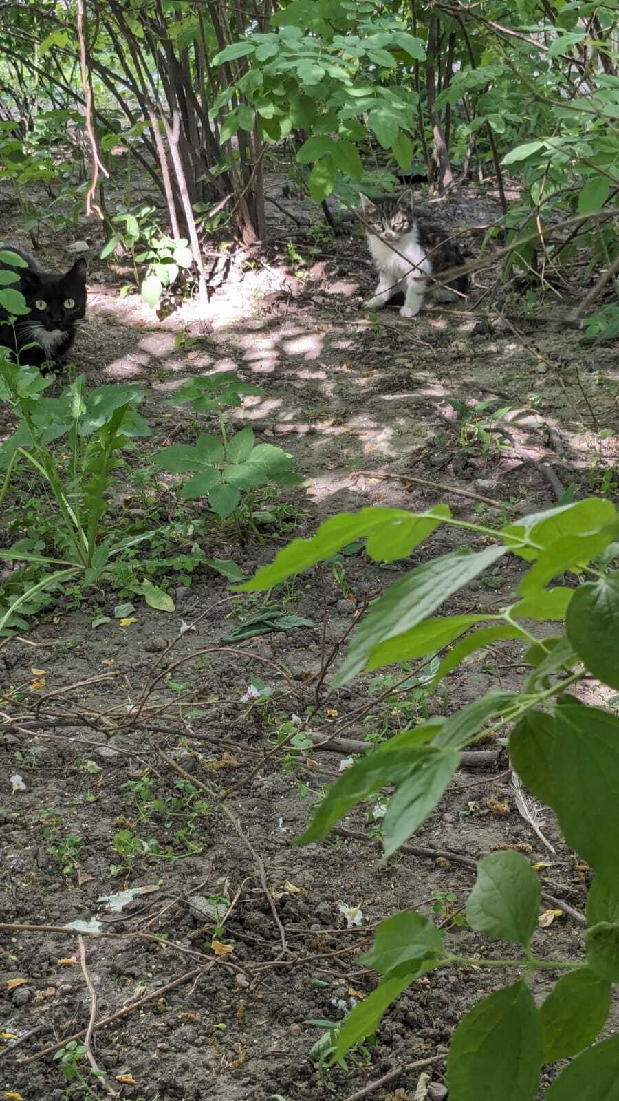 A completely hungry kitten came out at the smell of food, there were no others - In good hands, No rating, Kittens, cat, Helping animals, Homeless animals, YouTube (link)