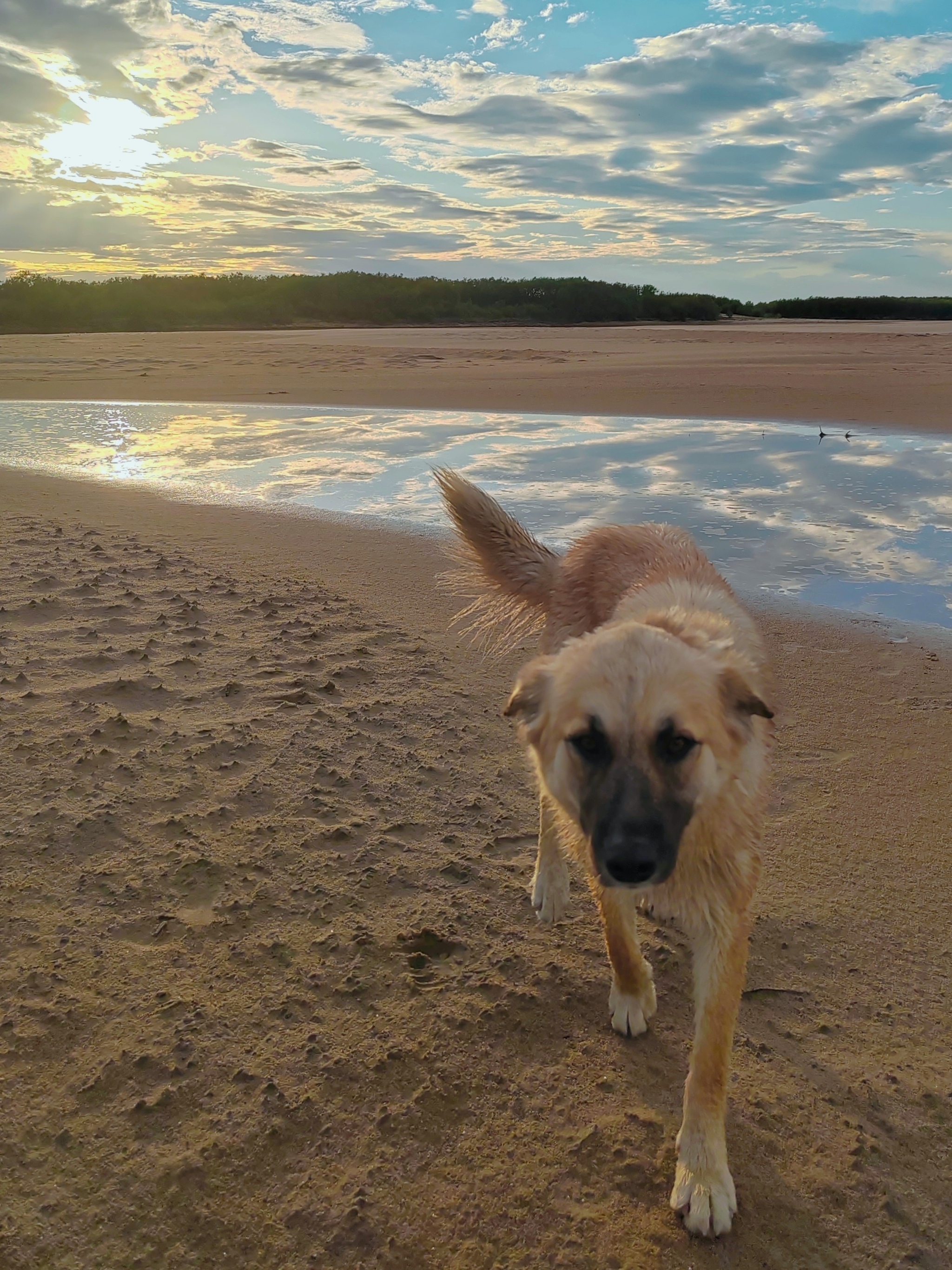 Dog - My, Khabarovsk, The photo, Дальний Восток, Landscape, Nature, Sunset, Dog, Amur