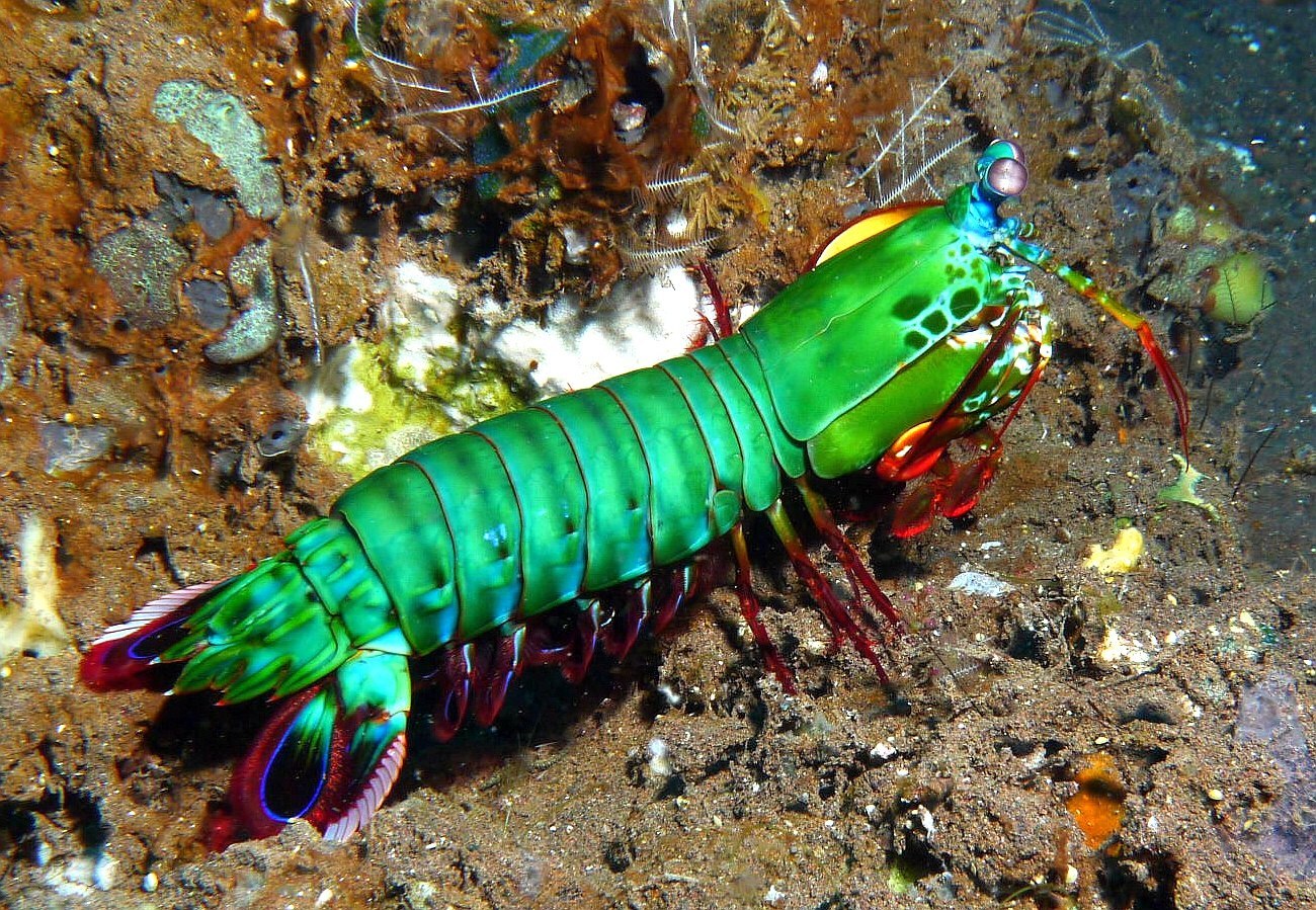 Legendary crayfish and alpha predator of the ocean - My, Animals, Biology, Nature, Around the world, In the animal world, Marine life, Ocean, The photo, GIF, Longpost, mantis shrimp