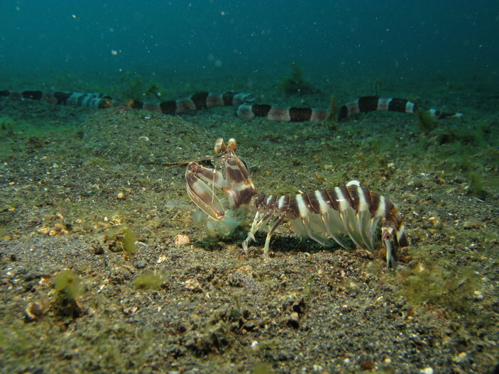 Legendary crayfish and alpha predator of the ocean - My, Animals, Biology, Nature, Around the world, In the animal world, Marine life, Ocean, The photo, GIF, Longpost, mantis shrimp