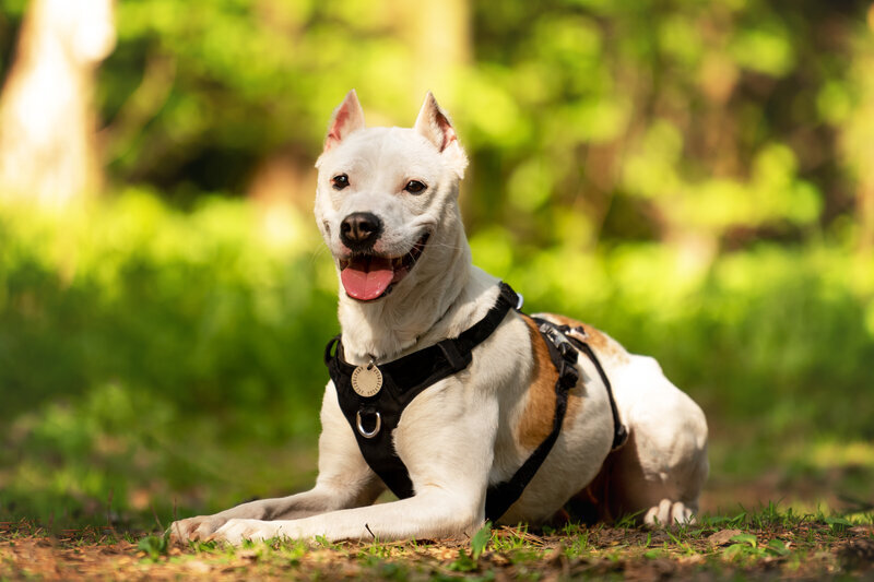 Beautiful Jersey dog ??in good hands. Moscow and region - In good hands, Homeless animals, Shelter, No rating, Volunteering, Overexposure, Animal Rescue, Moscow region, Mestizo, Longpost, Dog