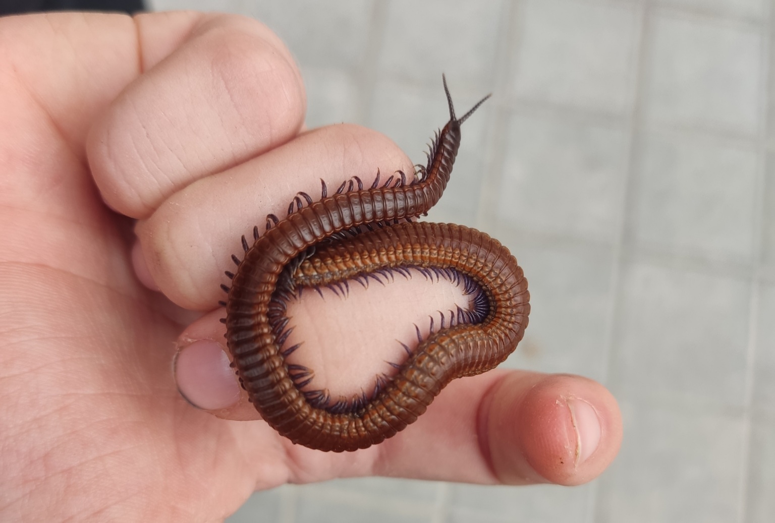 MN0G0N0GNM # 4990 - Centipede, Millipodaphobia