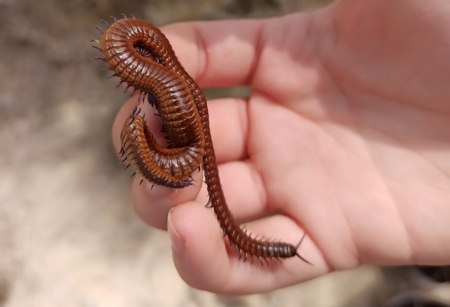 MN0G0N0GNM # 4990 - Centipede, Millipodaphobia