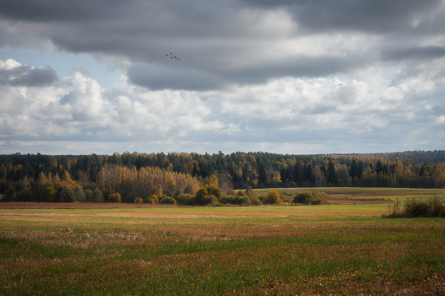 Open spaces - Landscape, Sky, Forest, Tree, Field, Clouds, Olympus, The photo, My