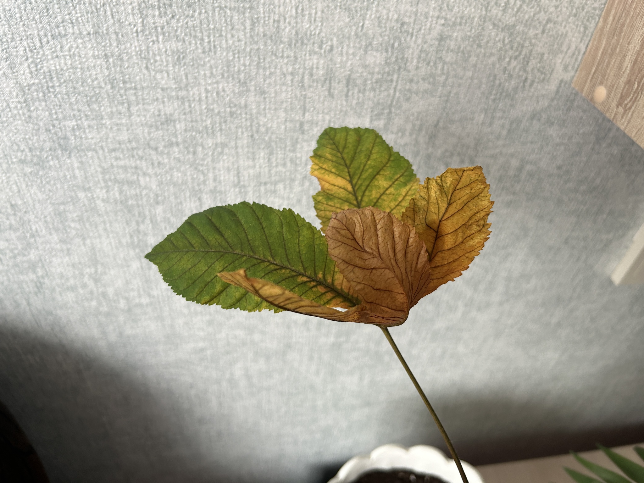 What kind of disease? - Question, Need advice, Houseplants, Disease, Longpost, Plant diseases