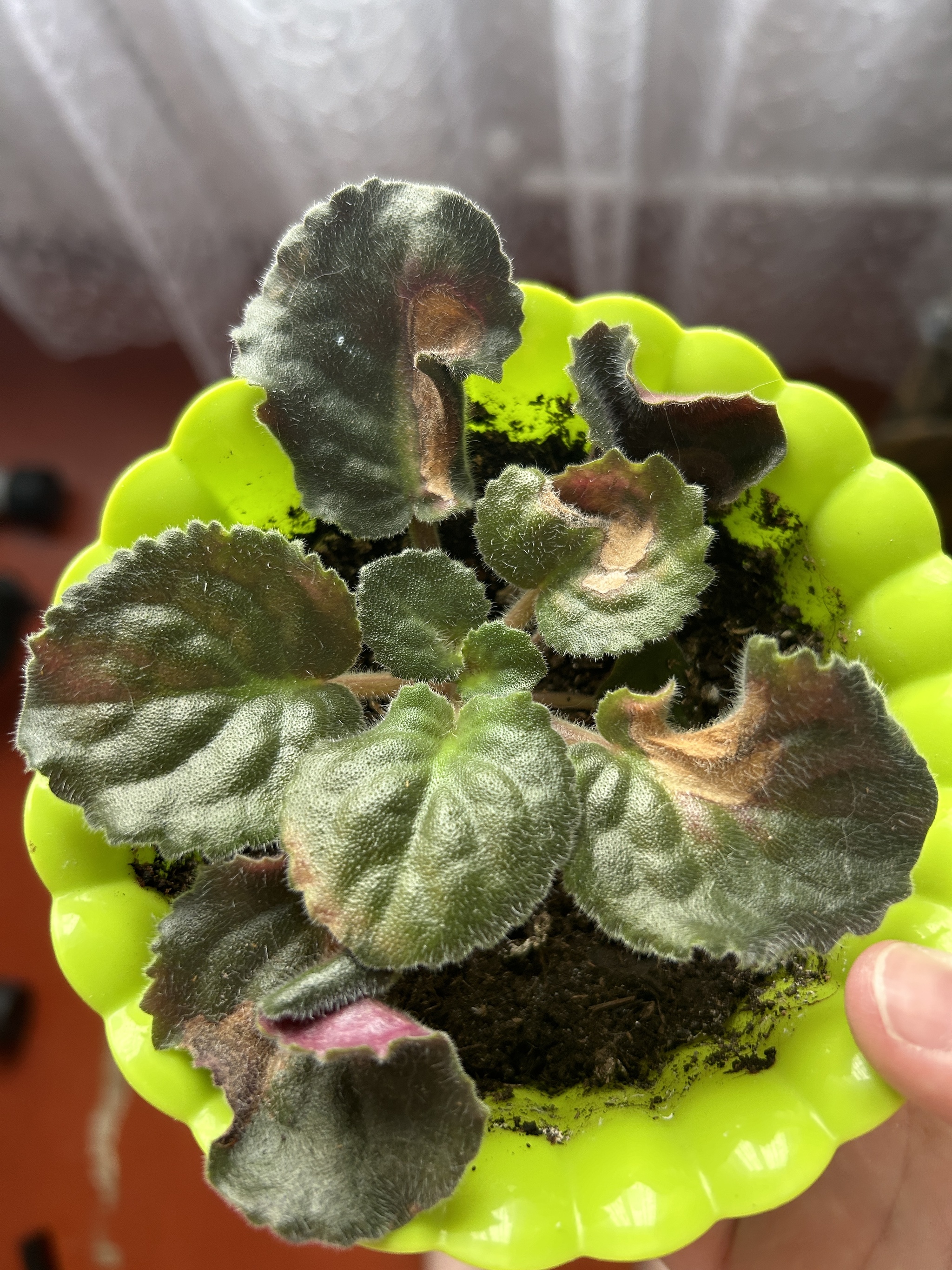 What kind of disease? - Question, Need advice, Houseplants, Disease, Longpost, Plant diseases