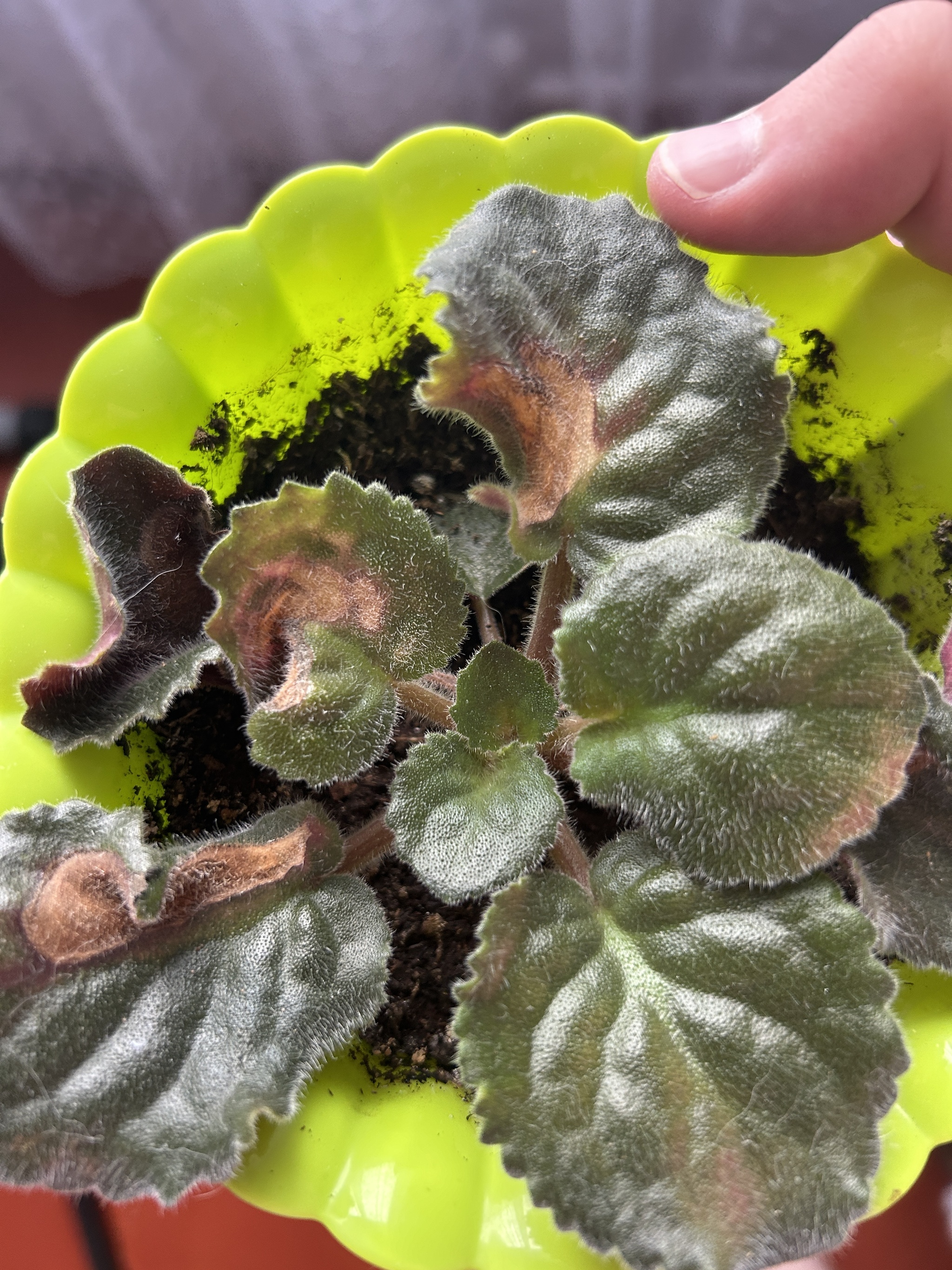 What kind of disease? - Question, Need advice, Houseplants, Disease, Longpost, Plant diseases