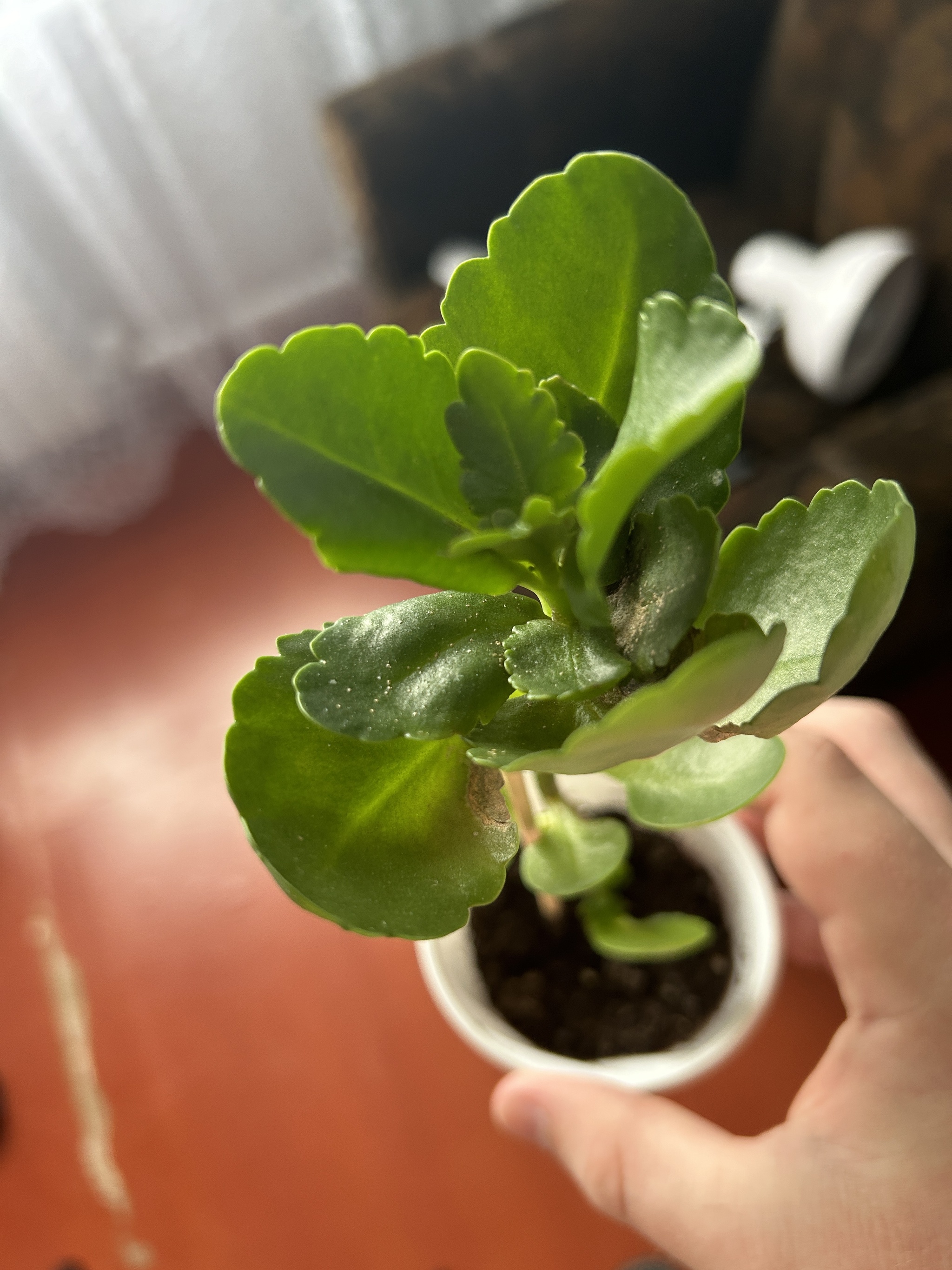 What kind of disease? - Question, Need advice, Houseplants, Disease, Longpost, Plant diseases