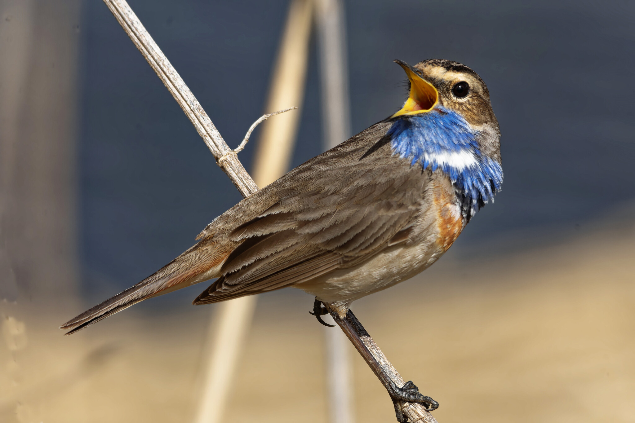 Where would we be without them? - My, Photo hunting, Ornithology, The nature of Russia, Birds, Summer, Nature, Hobby, Bird watching, wildlife, Video, The photo