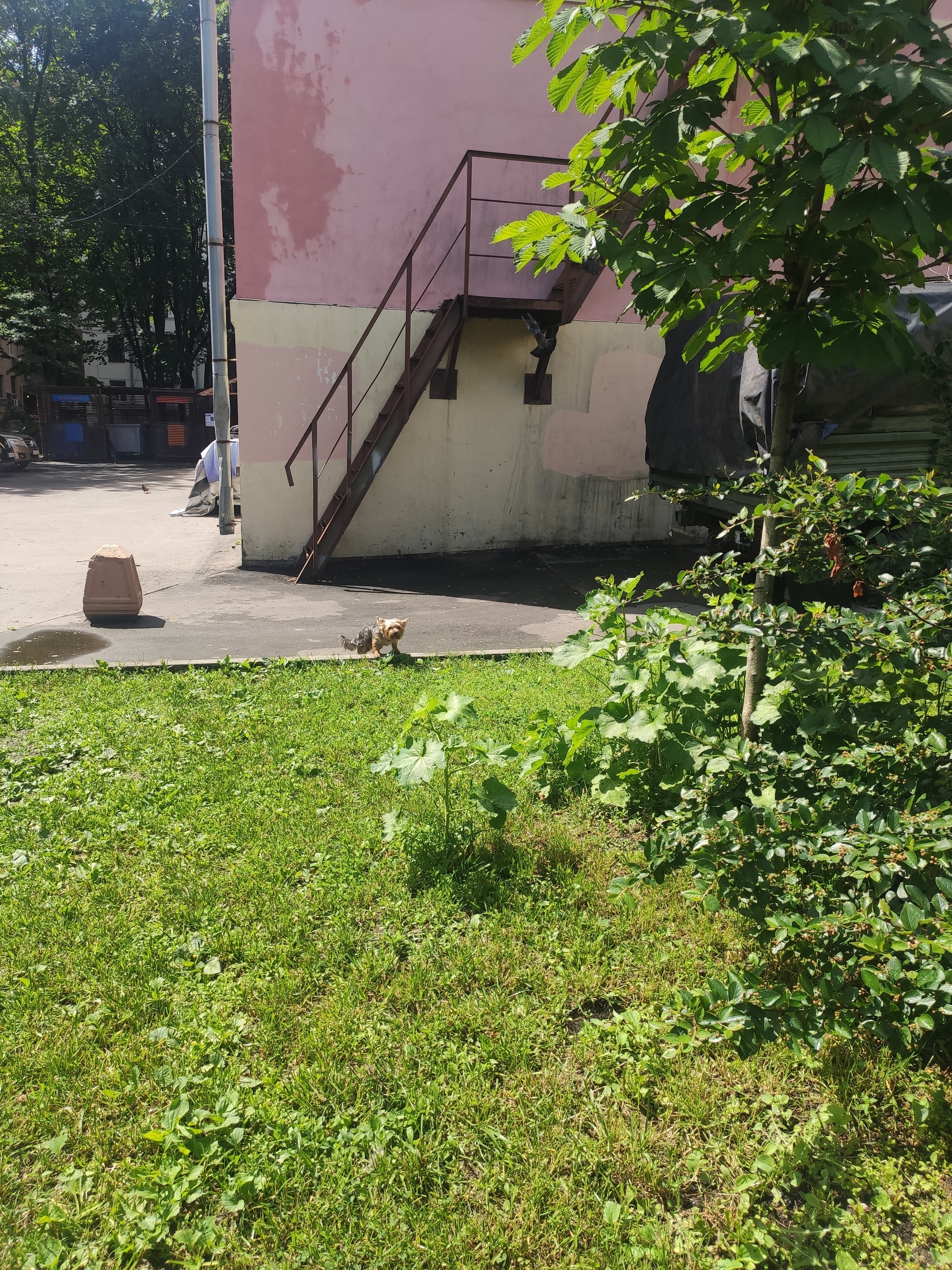 Pesel spotted - My, Dog, Noticed, Longpost, The strength of the Peekaboo, No rating, Moscow, Found a dog, The dog is missing