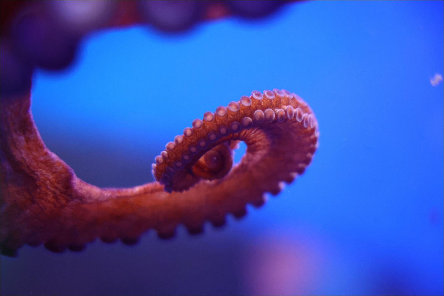 Let's disassemble the octopus - My, Octopus, Tentacles, Biology, Evolution, Hectocotyl, Video, Youtube, Longpost