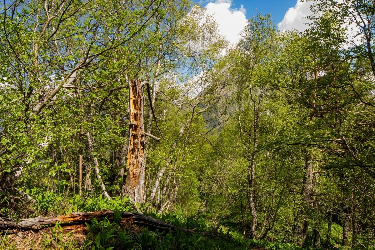 One day in Digoria. Taymazi (Three Sisters) Waterfall, Mount Qubus - My, Caucasus, North Ossetia Alania, Caucasus mountains, The mountains, The rocks, Forest, Flowers, Waterfall, The photo, Panoramic shooting, Spherical panorama, Beautiful view, Canon 600D, Samyang 14mm, 70-300mm, Landscape, Longpost