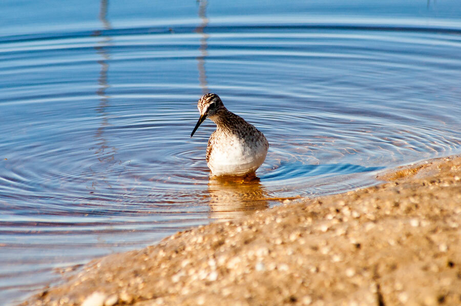 SANDPIPER - My, The photo, Birds, The nature of Russia, Longpost