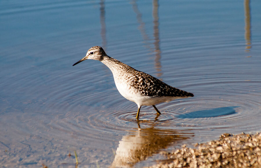 SANDPIPER - My, The photo, Birds, The nature of Russia, Longpost