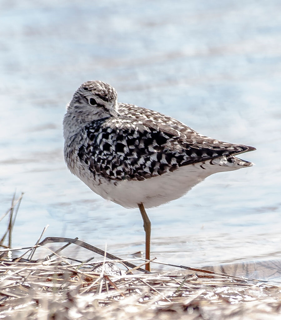 SANDPIPER - My, The photo, Birds, The nature of Russia, Longpost