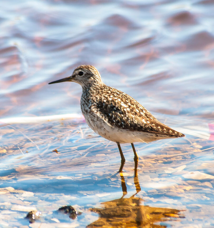 SANDPIPER - My, The photo, Birds, The nature of Russia, Longpost