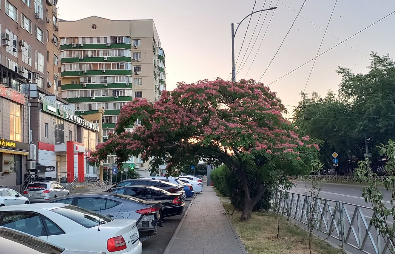 Albizia Lankaran. Aka silk acacia - My, The photo, Flowers, Pink, Krasnodar