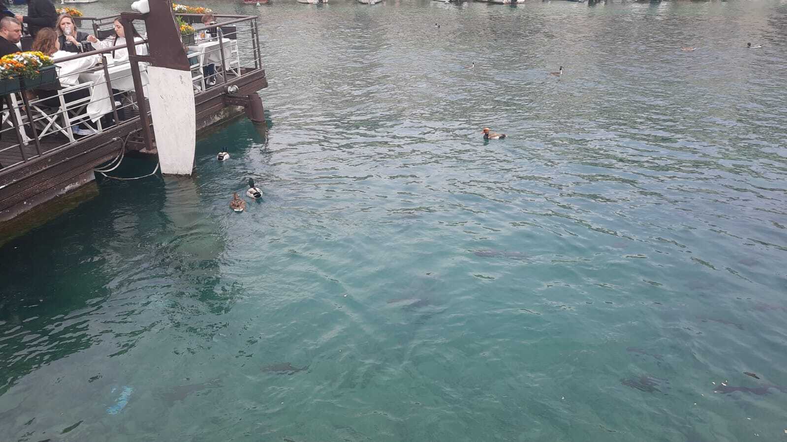 Swans, ducks and fish in the Mincio river - My, Travels, Nature, Italy, Birds, Fishing