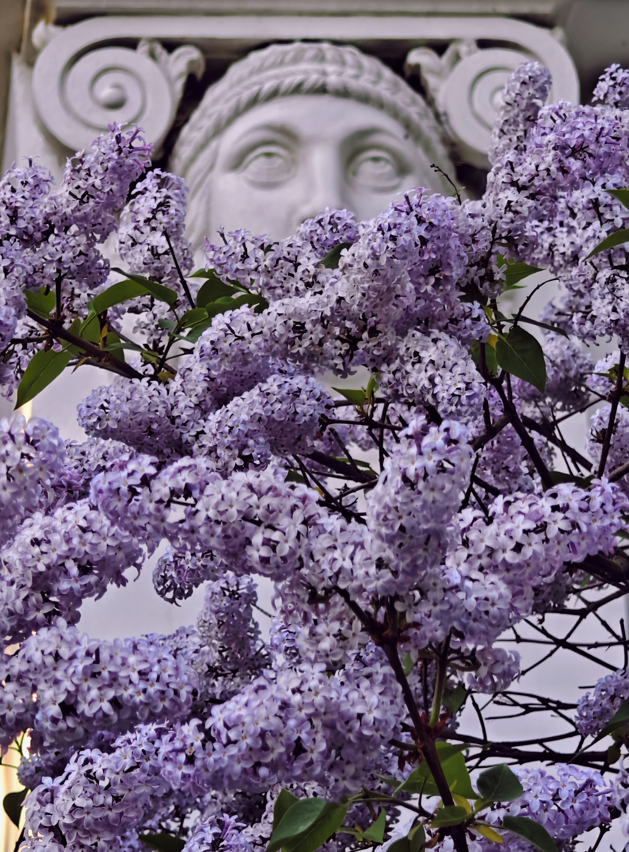 Lilac scent - My, Summer, Lilac, Sculpture, Scent, Elagin Island, Mobile photography