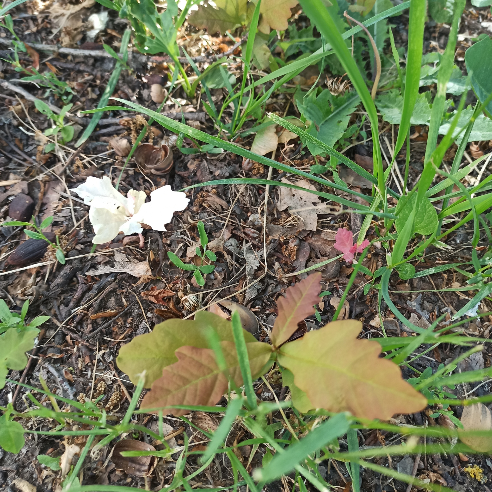 Question: Oak with white leaves - what are the chances of growing? - My, Oak, Plants, Tree, Albino, Plant growing, Botany, Longpost